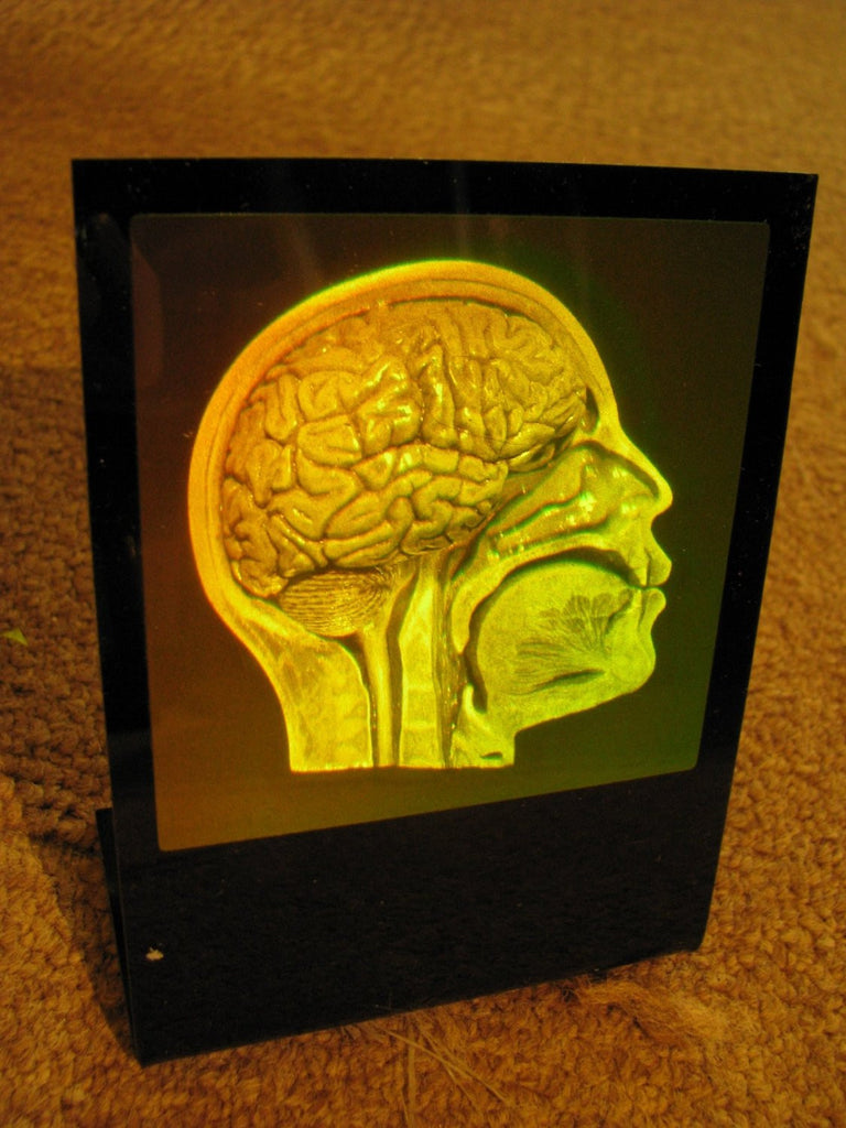 Brain/Skull (Anatomically Accurate) hologram Deskstand, Photopolymer Film