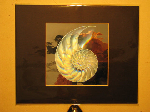 Nautilus Shell Matted Hologram Picture, 3D Embossed Type