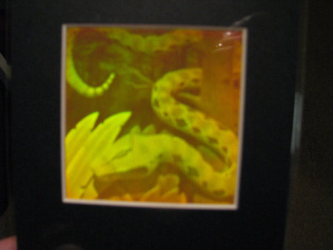 Snake Matted Hologram Picture, Collectible Polaroid Photopolymer Film